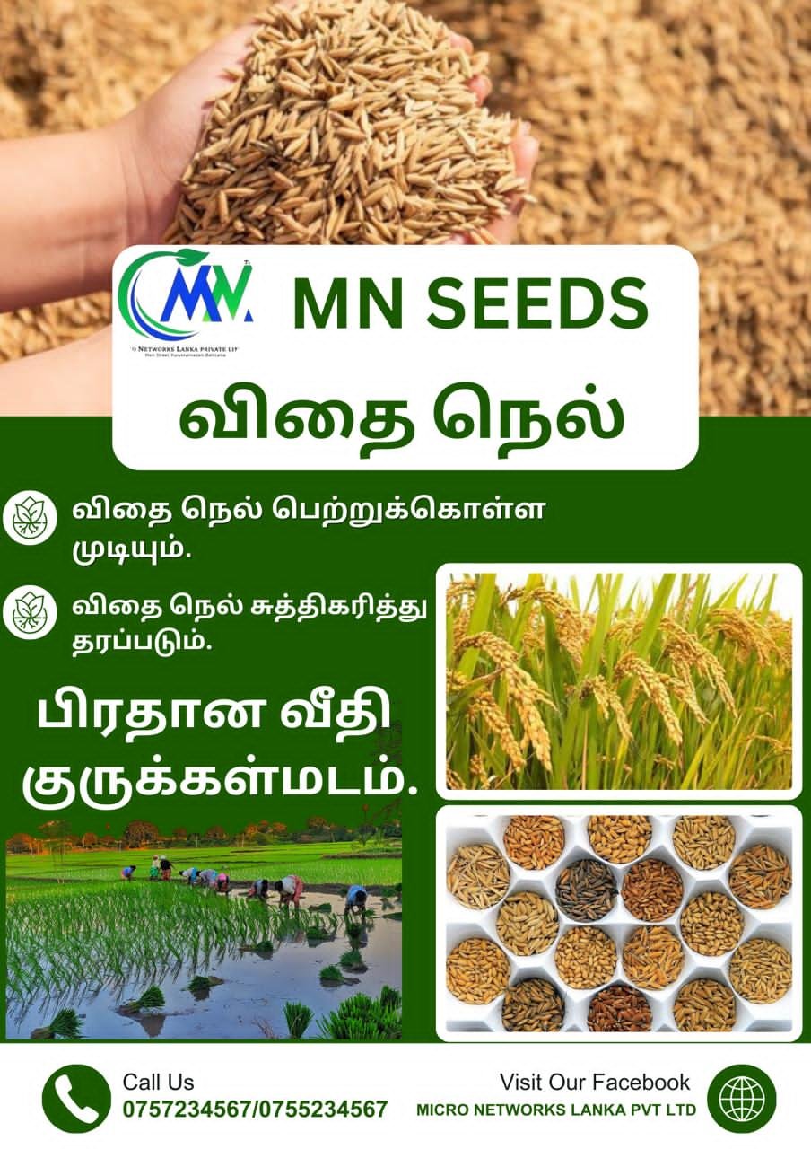 MN Seeds artwork showing paddy grains and cultivation