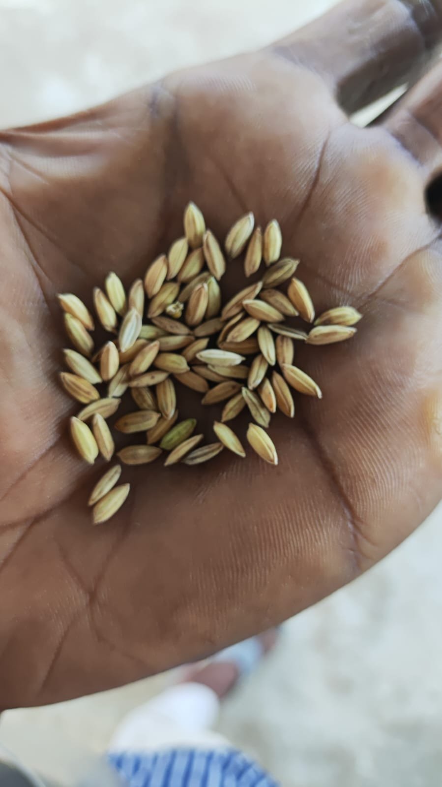 Paddy grains held in a hand