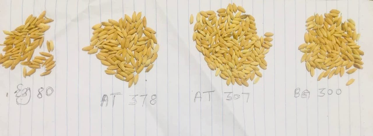 Several paddy seed samples arranged on a sheet
